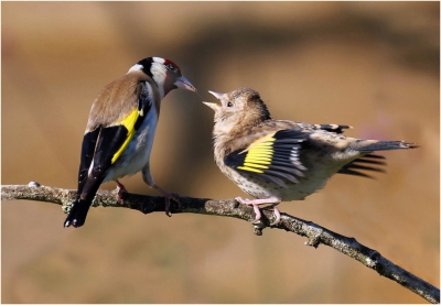 Goldfinch Feeding 